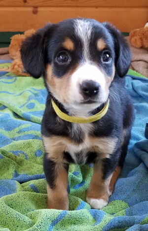 Entlebucher pups for sale in NM